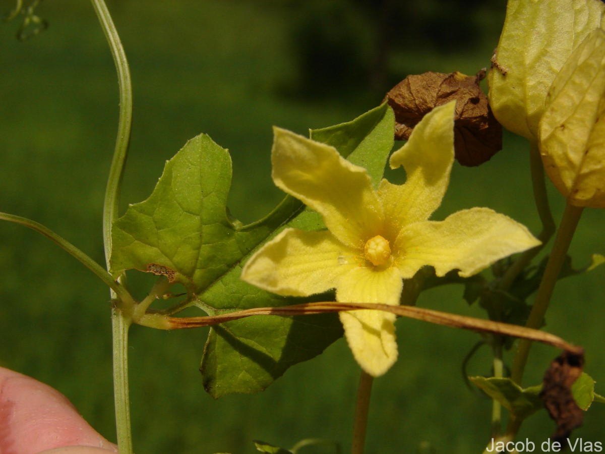 Momordica dioica Roxb. ex Willd.